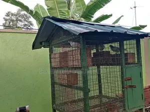 Birds Cage
