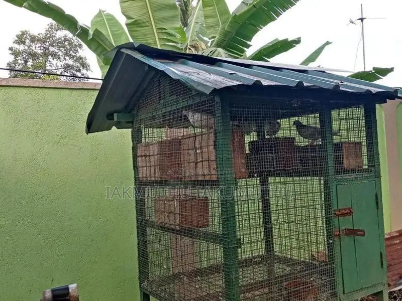 Birds Cage