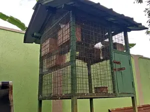 Birds Cage
