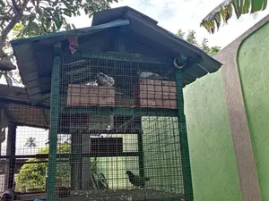 Birds Cage