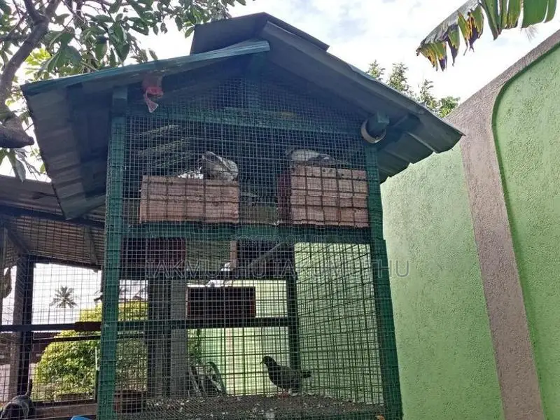 Birds Cage