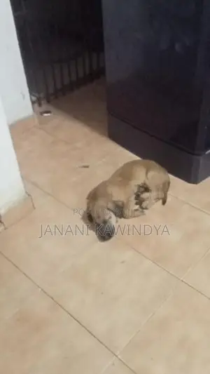 බීගල් මවකගේ පැටවුන්