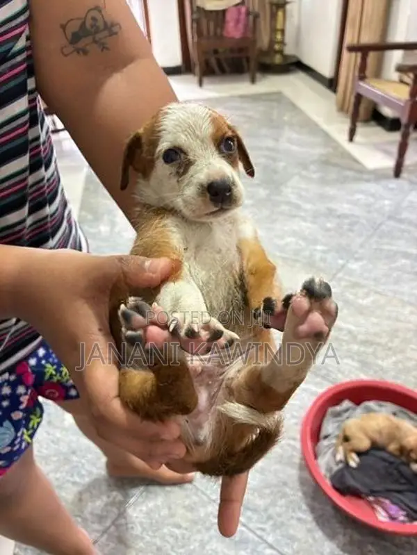 බීගල් මවකගේ පැටවුන්