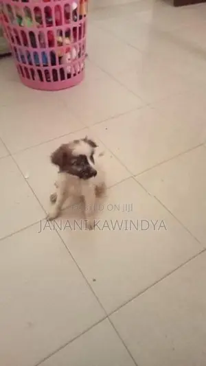 බීගල් මවකගේ පැටවුන්