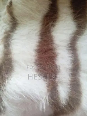 Sofa Carpet