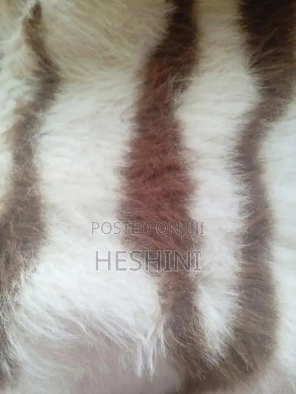 Sofa Carpet