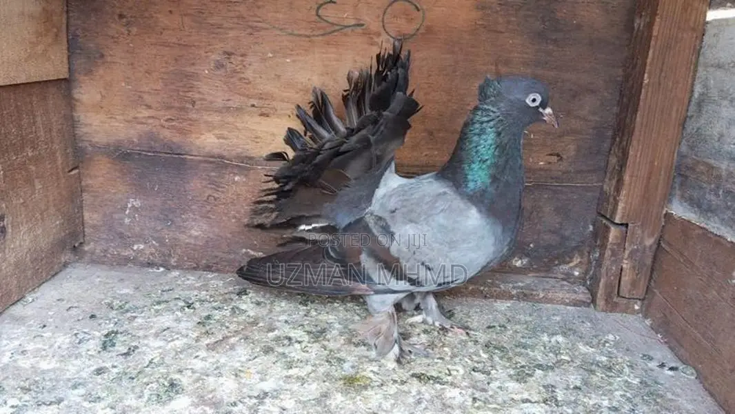 Fantail Pigeons