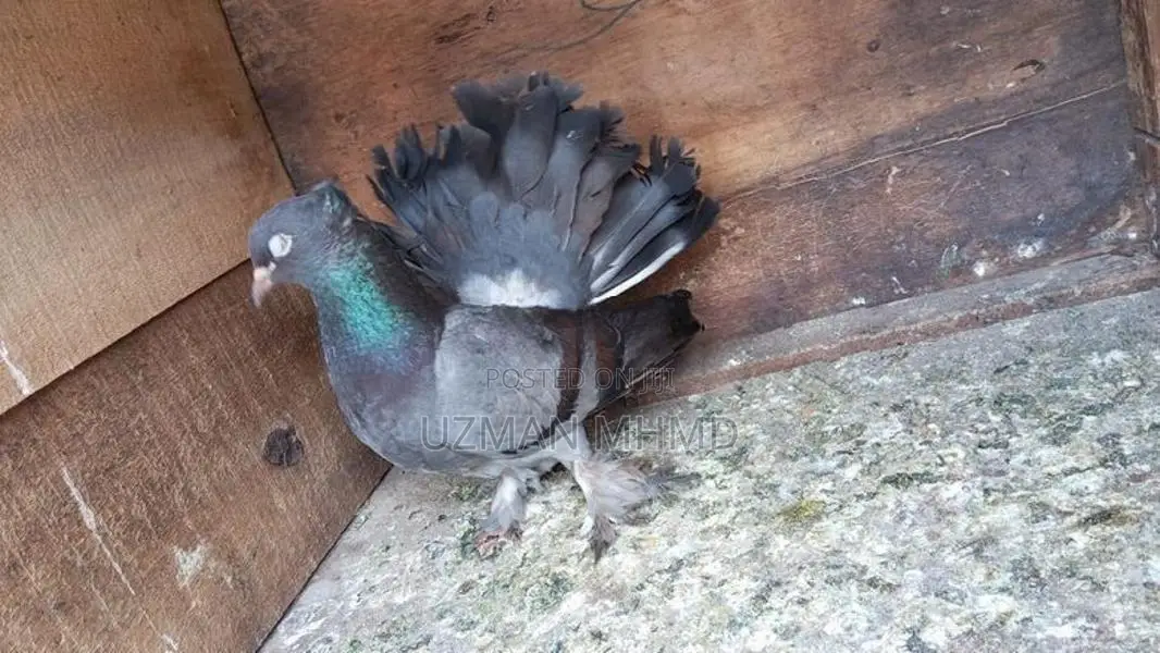Fantail Pigeons