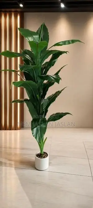 Money Plant