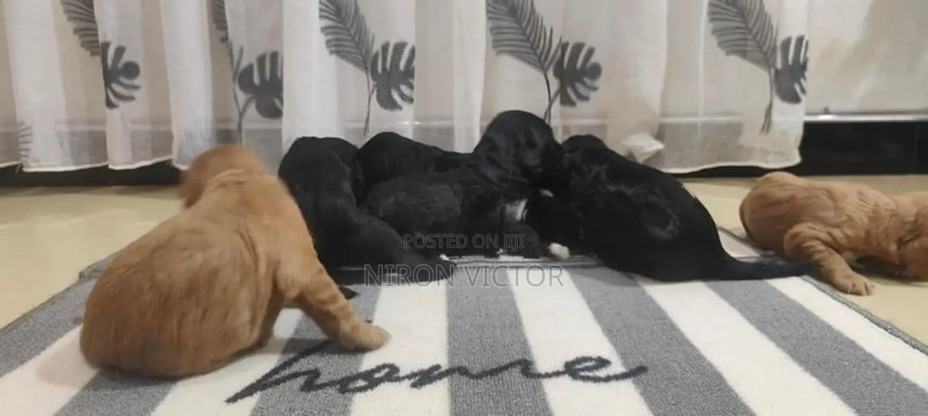 Cocker Spaniel Puppies