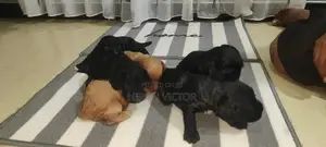 Cocker Spaniel Puppies