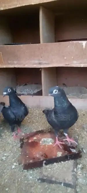 Pigeons