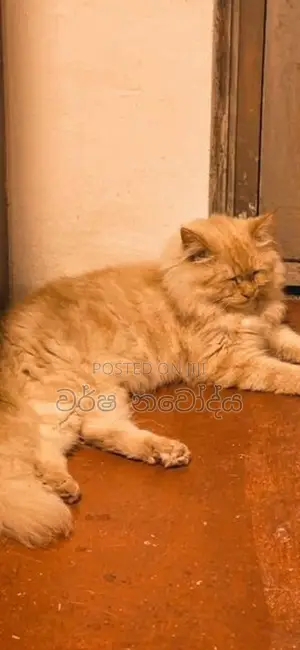 Persian Kittens