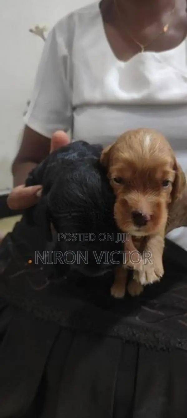 Cocker Spaniel Puppies