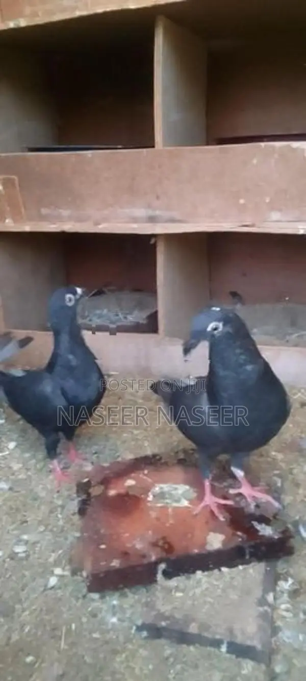Pigeons