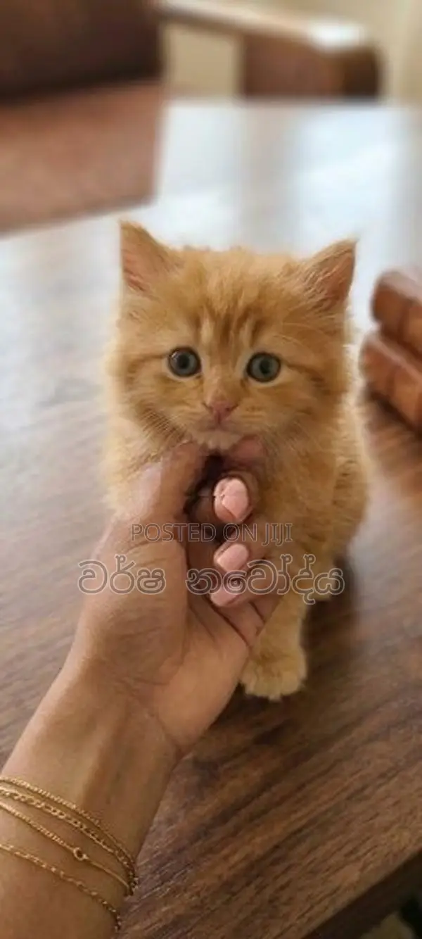 Persian Kittens