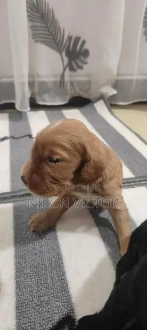 Cocker Spaniel Puppies