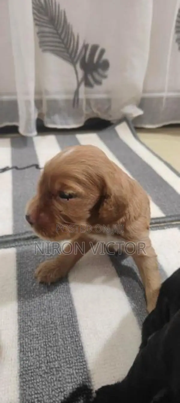 Cocker Spaniel Puppies