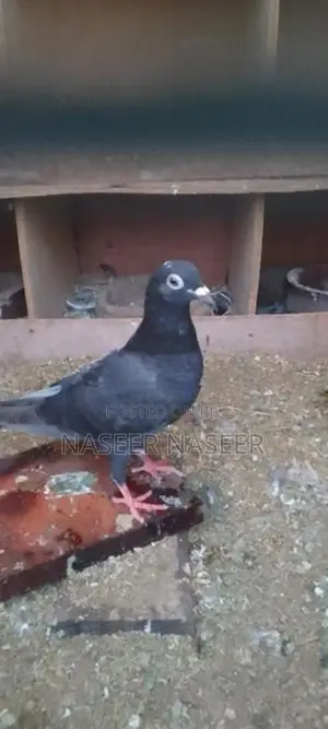 Pigeons