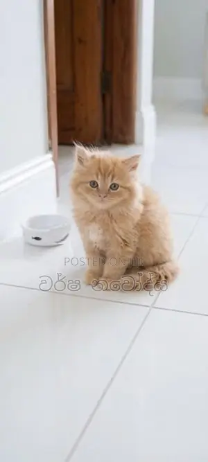 Persian Kittens