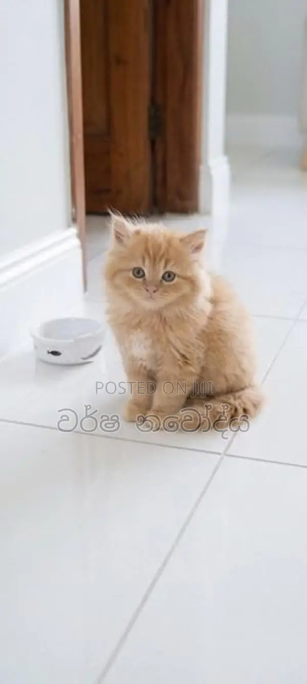 Persian Kittens
