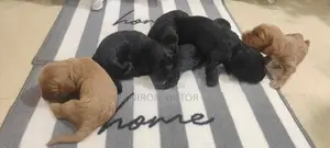 Cocker Spaniel Puppies