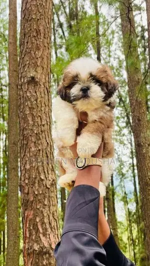 Shih Tzu Male Puppy