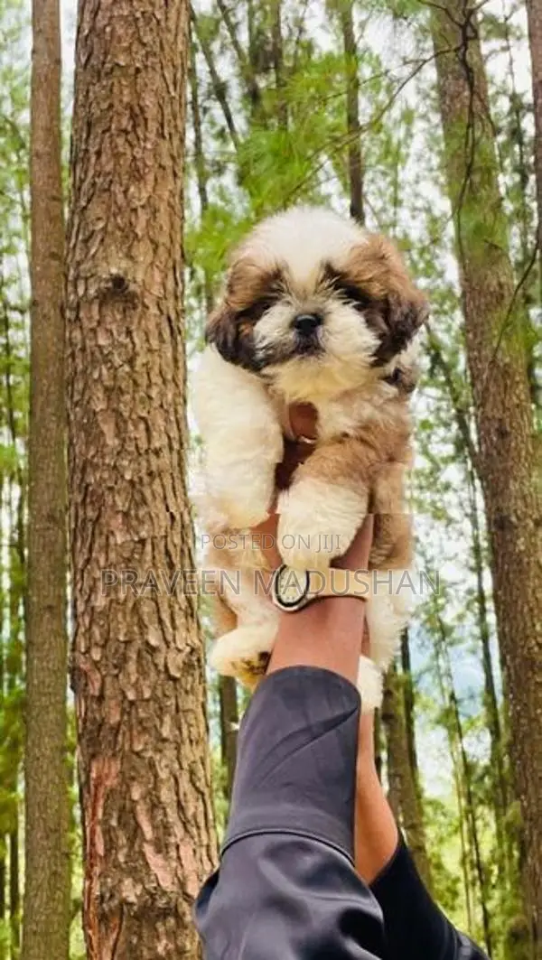 Shih Tzu Male Puppy