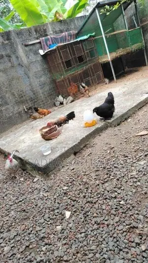 Bantam Chickens
