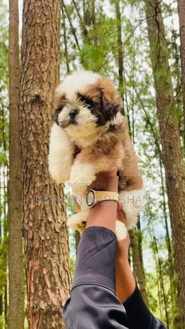 Shih Tzu Male Puppy