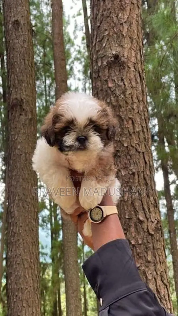 Shih Tzu Male Puppy