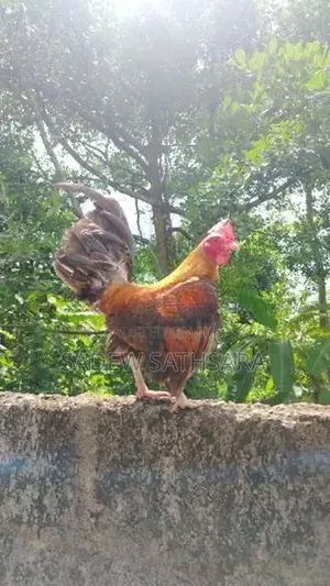 Bantam Chickens