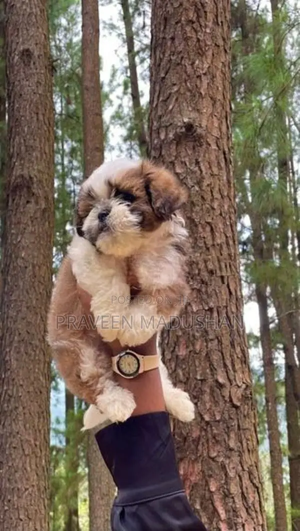Shih Tzu Male Puppy