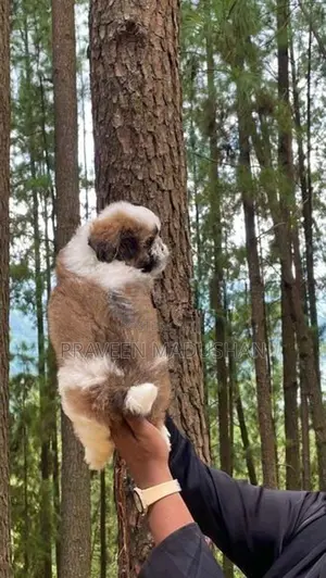 Shih Tzu Male Puppy