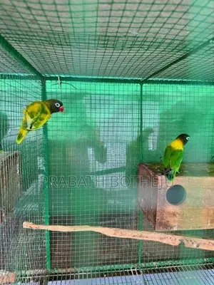 African Love Birds