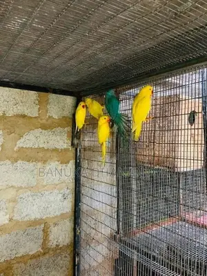 Ringneck Birds