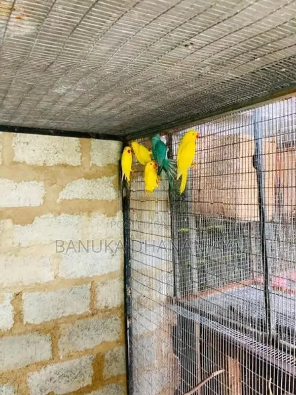 Ringneck Birds