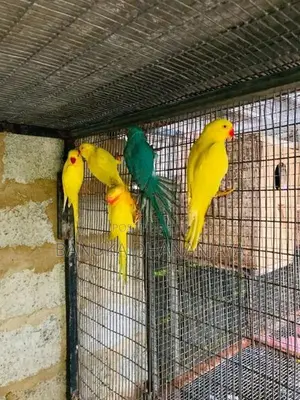 Ringneck Birds