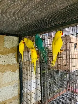 Ringneck Birds