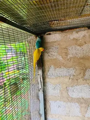 Ringneck Birds