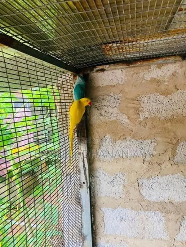Ringneck Birds