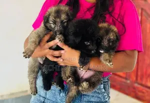 German Shepherd Puppies