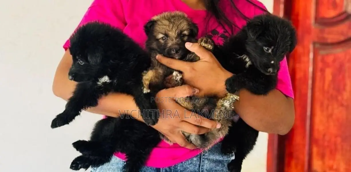 German Shepherd Puppies