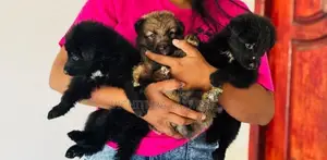 German Shepherd Puppies
