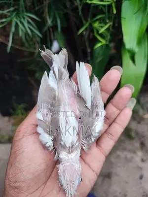 Cockatiel Chicks