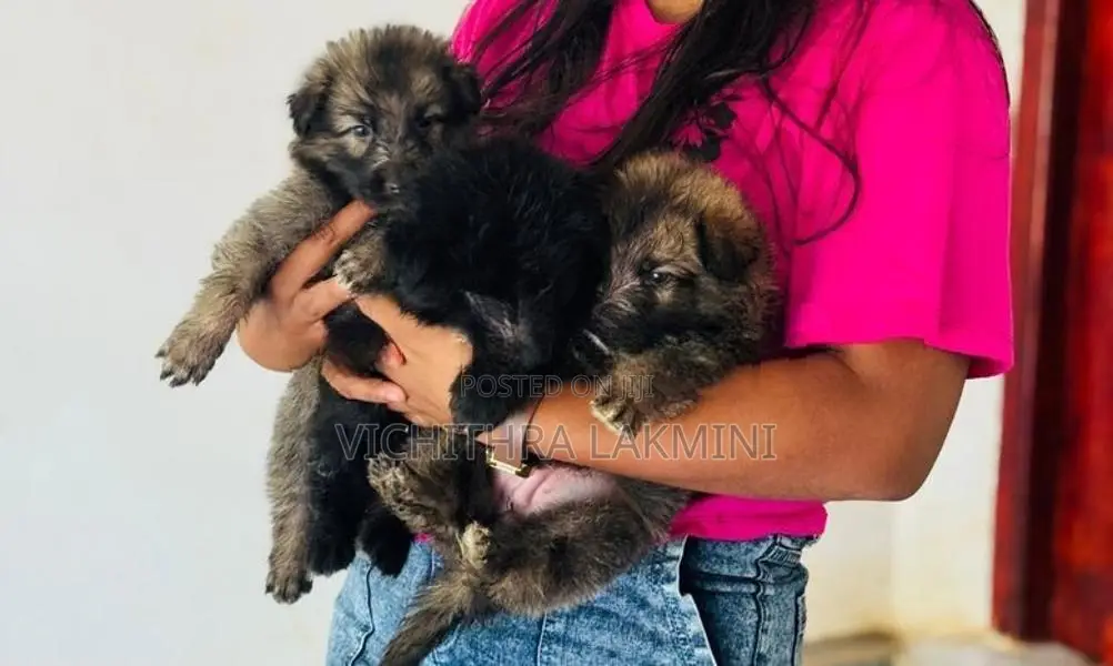 German Shepherd Puppies
