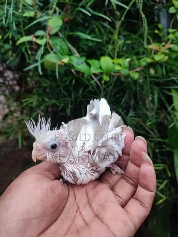 Cockatiel Chicks