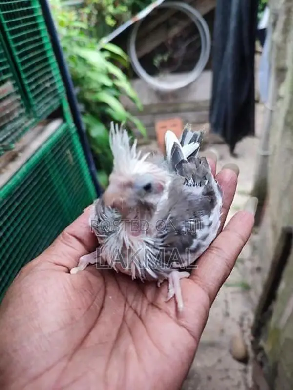 Cockatiel Chicks