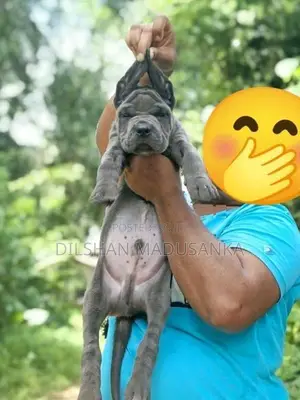 Cane corso