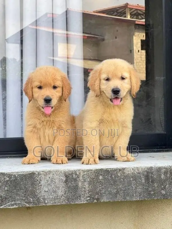 Golden Retriever Puppy